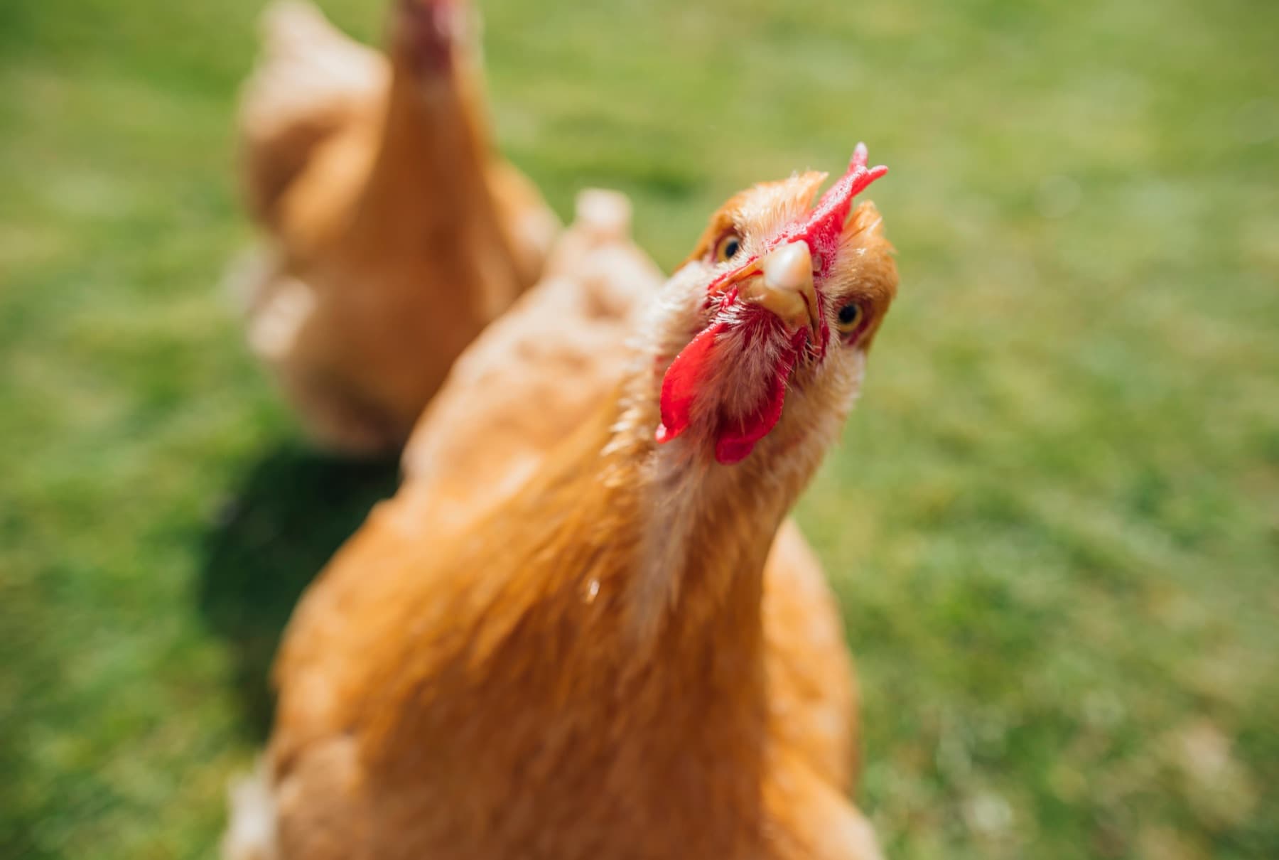 Heritage Orpington chicken — Bugs4Feed™ flock nutrition