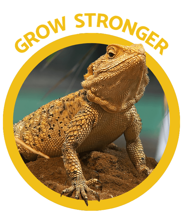 Bearded dragon — Bugs4Feed™ reptile nutrition
