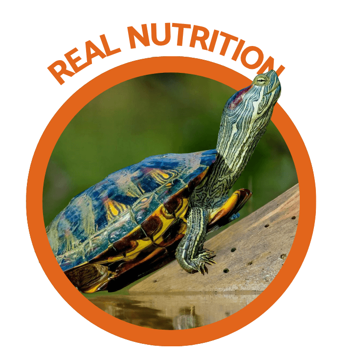 Turtle — Bugs4Feed™ calcium-rich nutrition