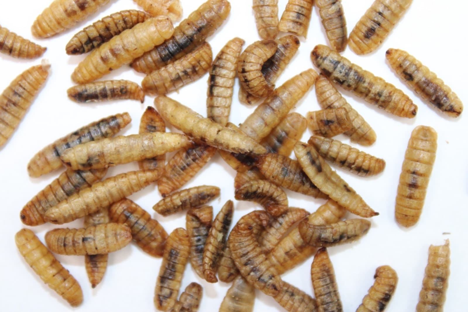 Close-up of dried Bugs4Feed™ black soldier fly larvae