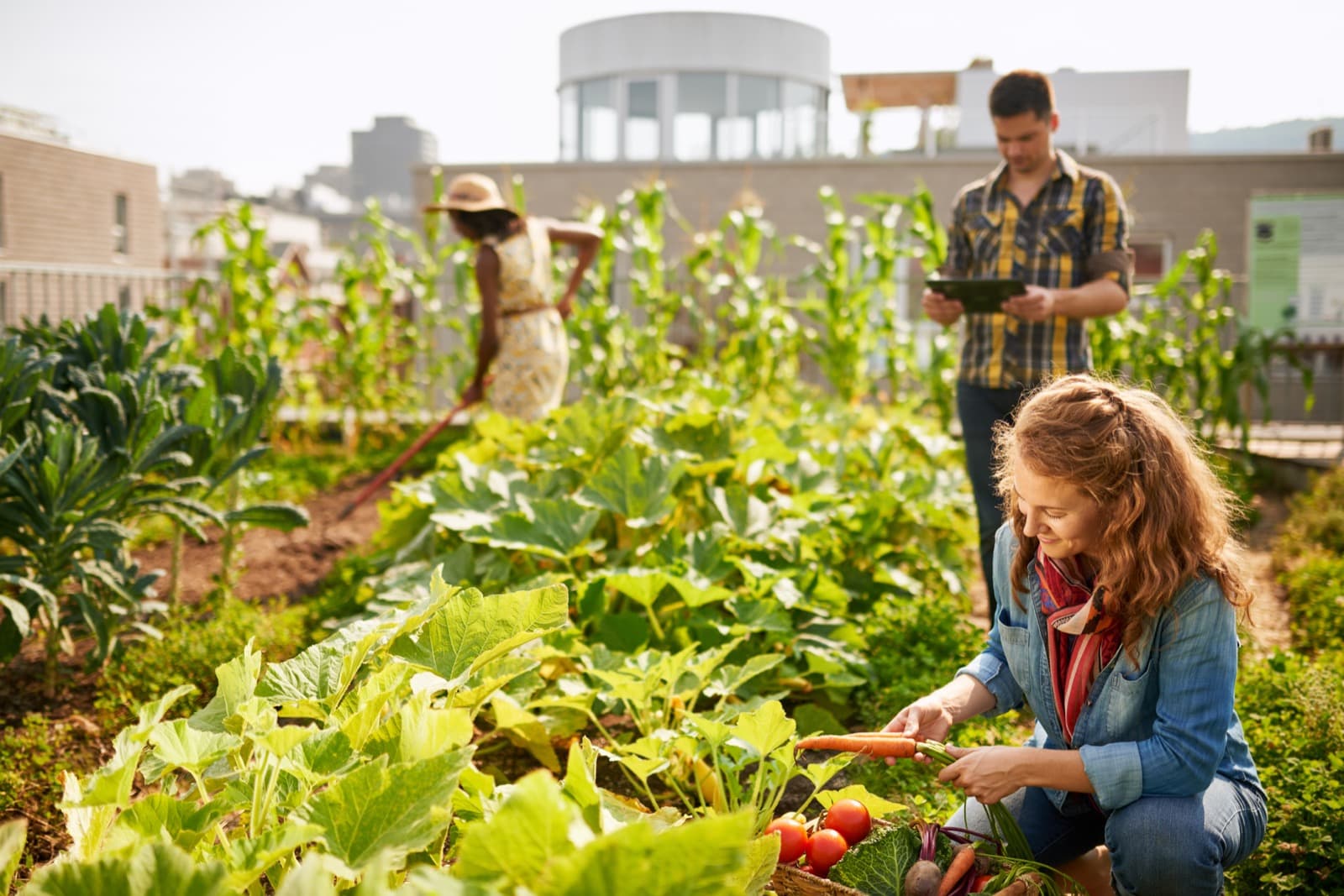 Community gardeners harvesting from healthy organic soil