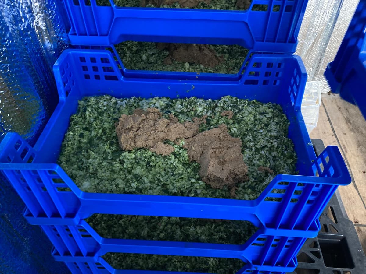 Black Soldier Fly Larvae bioconversion in process